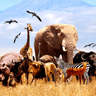 Animals